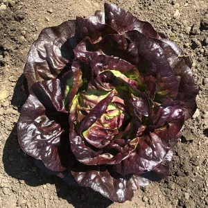 Lettuce Marciano MTO Organic Seed