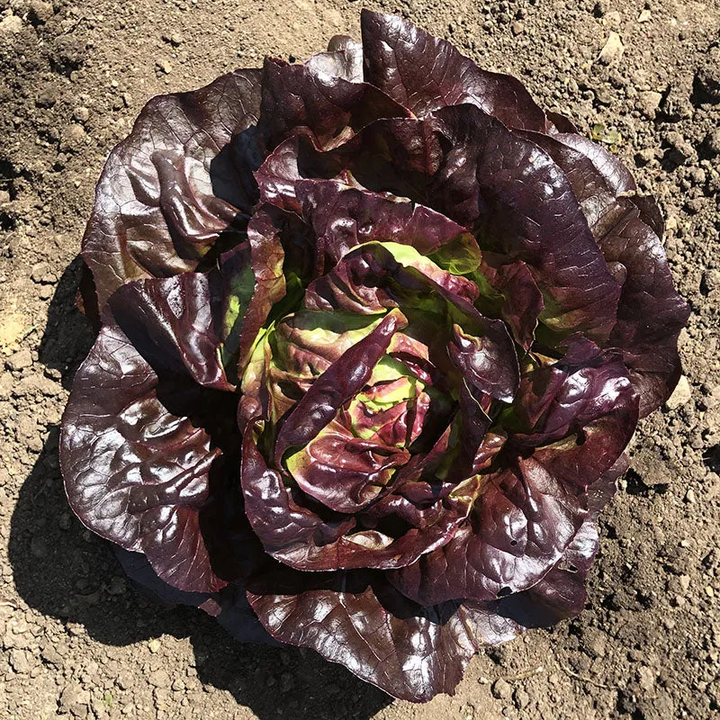 Lettuce Marciano MTO Organic Seed