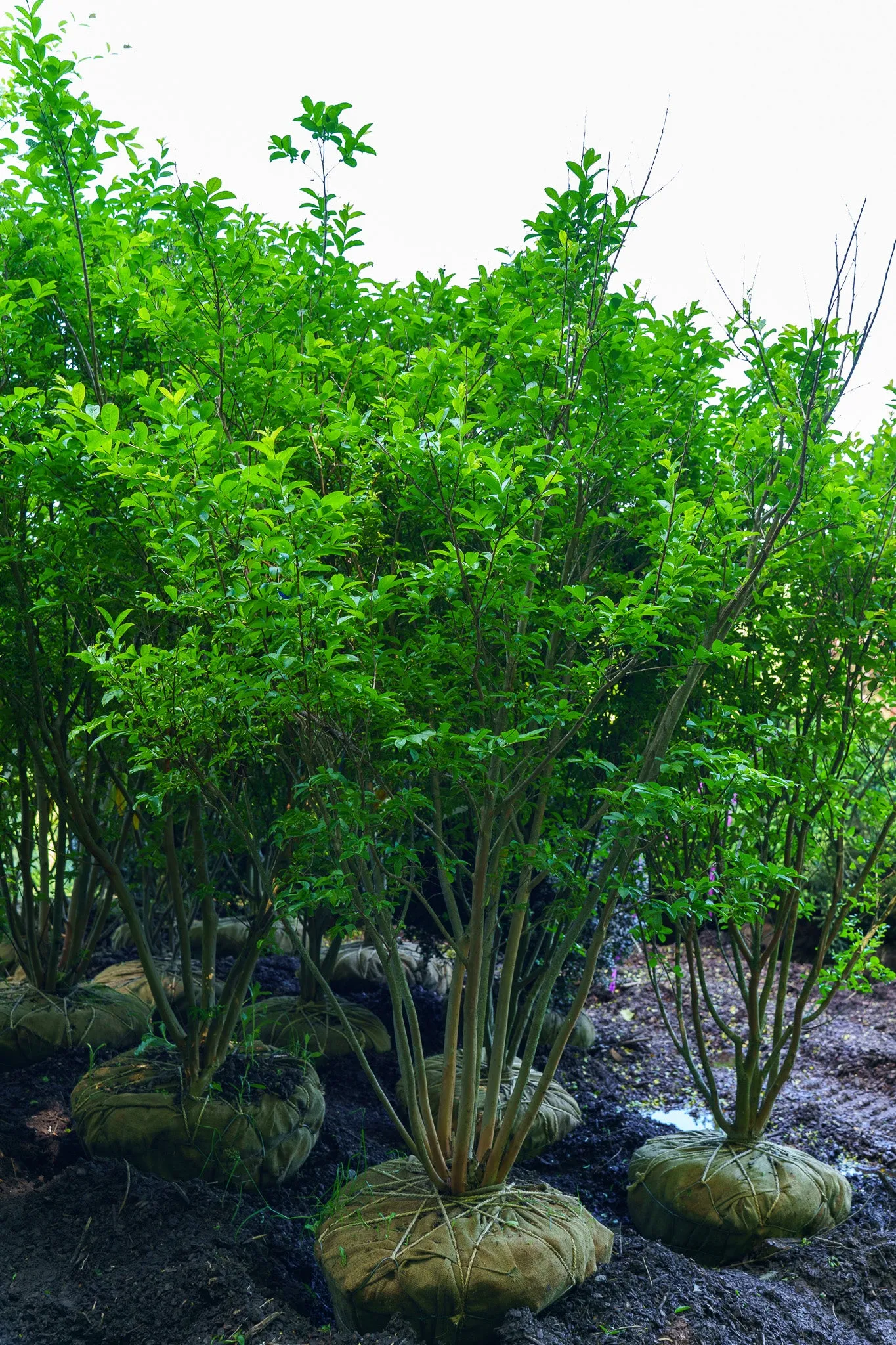 Tuskegee Crape Myrtle